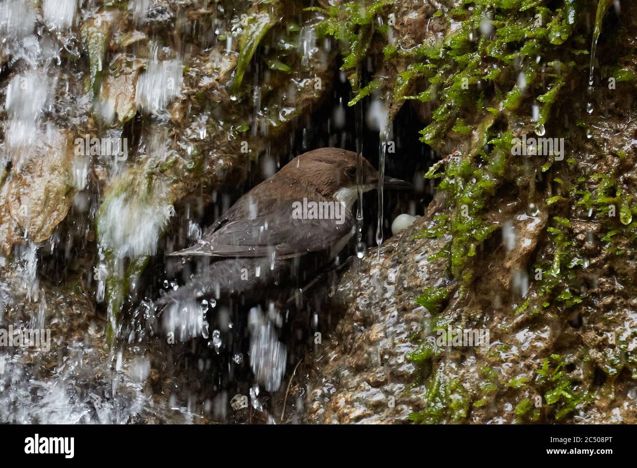 Dipper (cinclus cinclus) sammelt Nahrung für seine Küken. Stockfoto