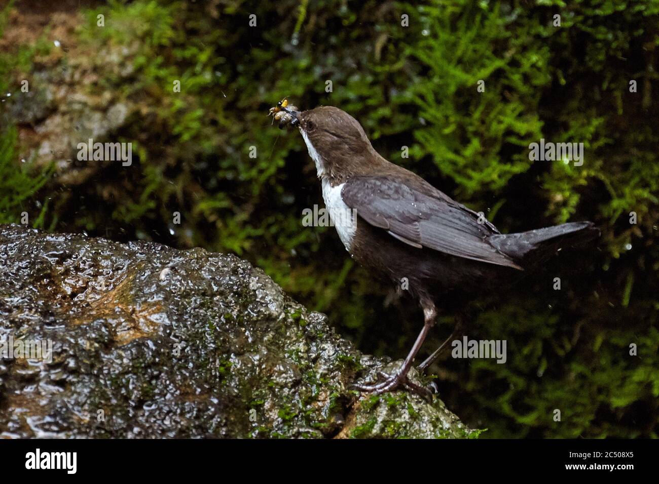 Dipper (cinclus cinclus) sammelt Nahrung für seine Küken. Stockfoto