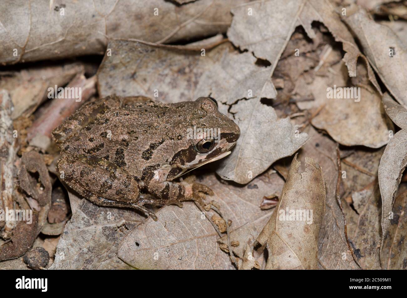 Strecker's Chorus Frosch, Pseudacris streckeri, in Blattstreu auf Waldboden Stockfoto