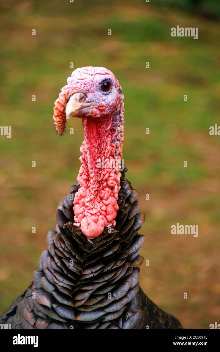 Schließen Detailfoto des Kopfes einer türkei. Phasianidae Meleagris Gallopavo. Vogel. Geflügel. In Nordamerika beheimatet. Stockfoto