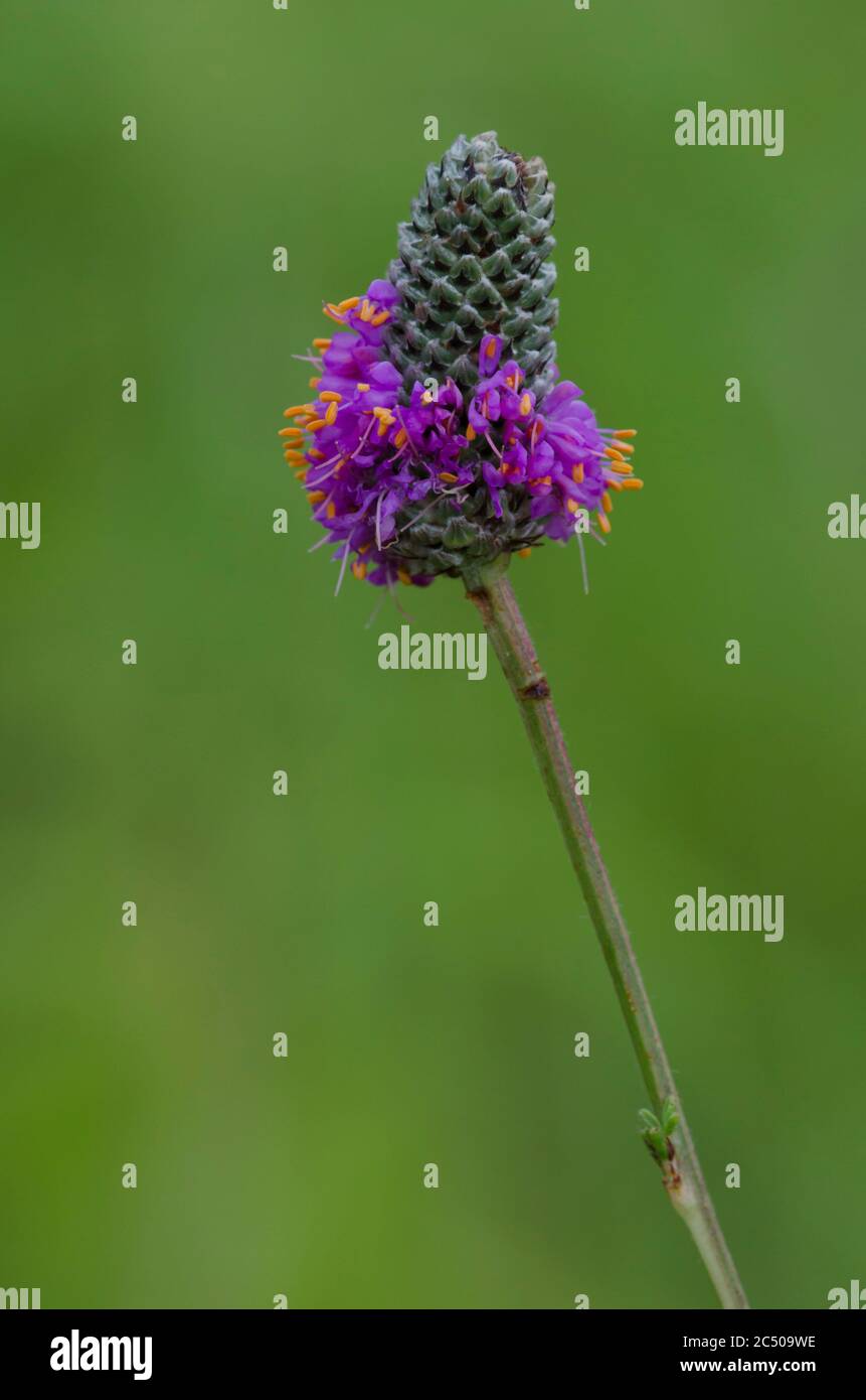 Purple Prairie Clover, Dalea purea Stockfoto