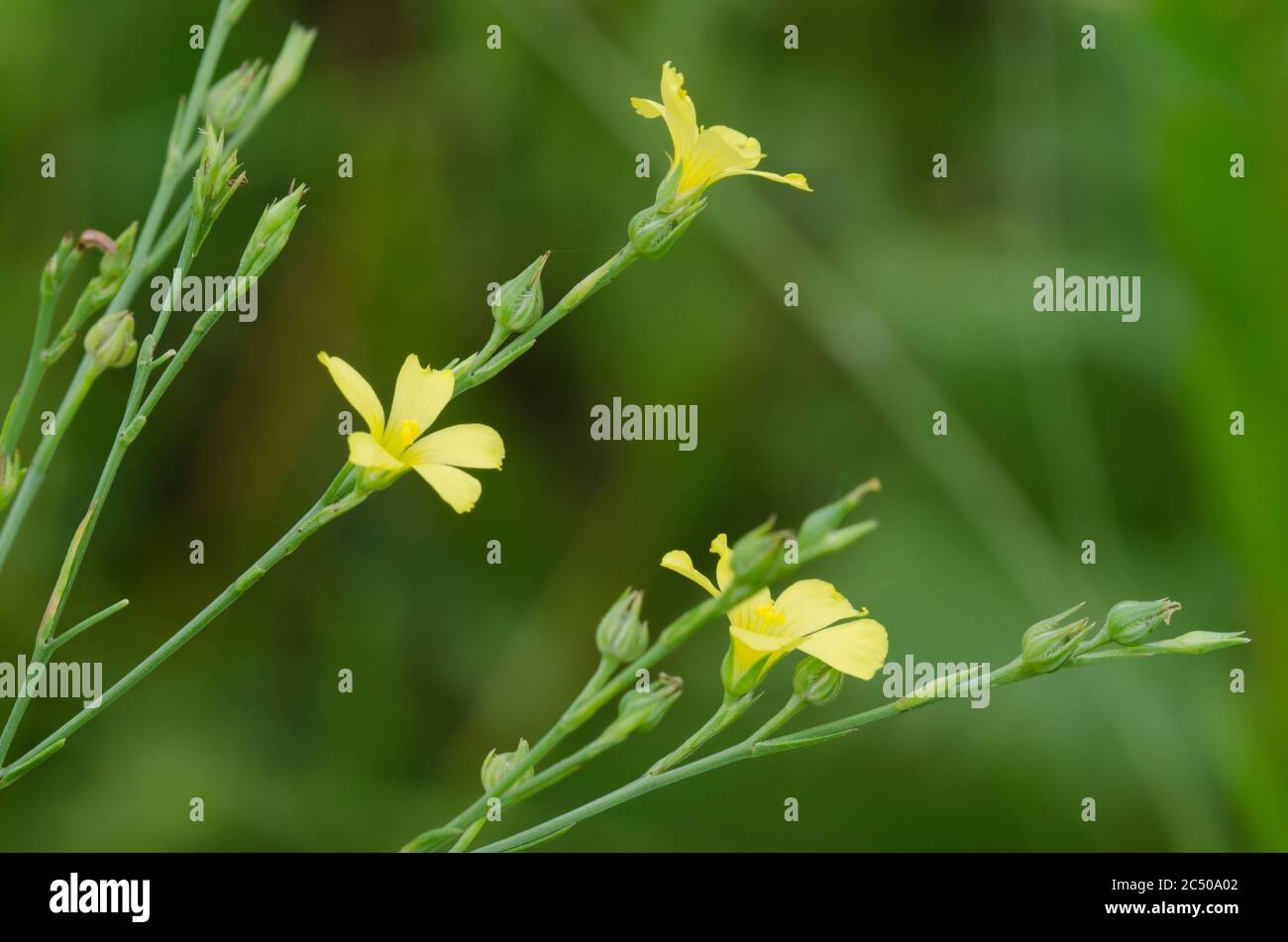 Gerillter gelber Flachs, Linumsulcatum Stockfoto