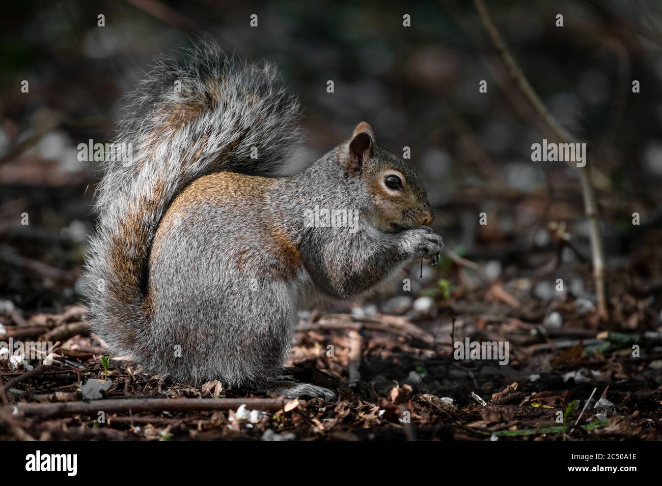 Ein gewöhnliches graues Eichhörnchen auf dem Boden, das nach Nahrung ernährt. Stockfoto
