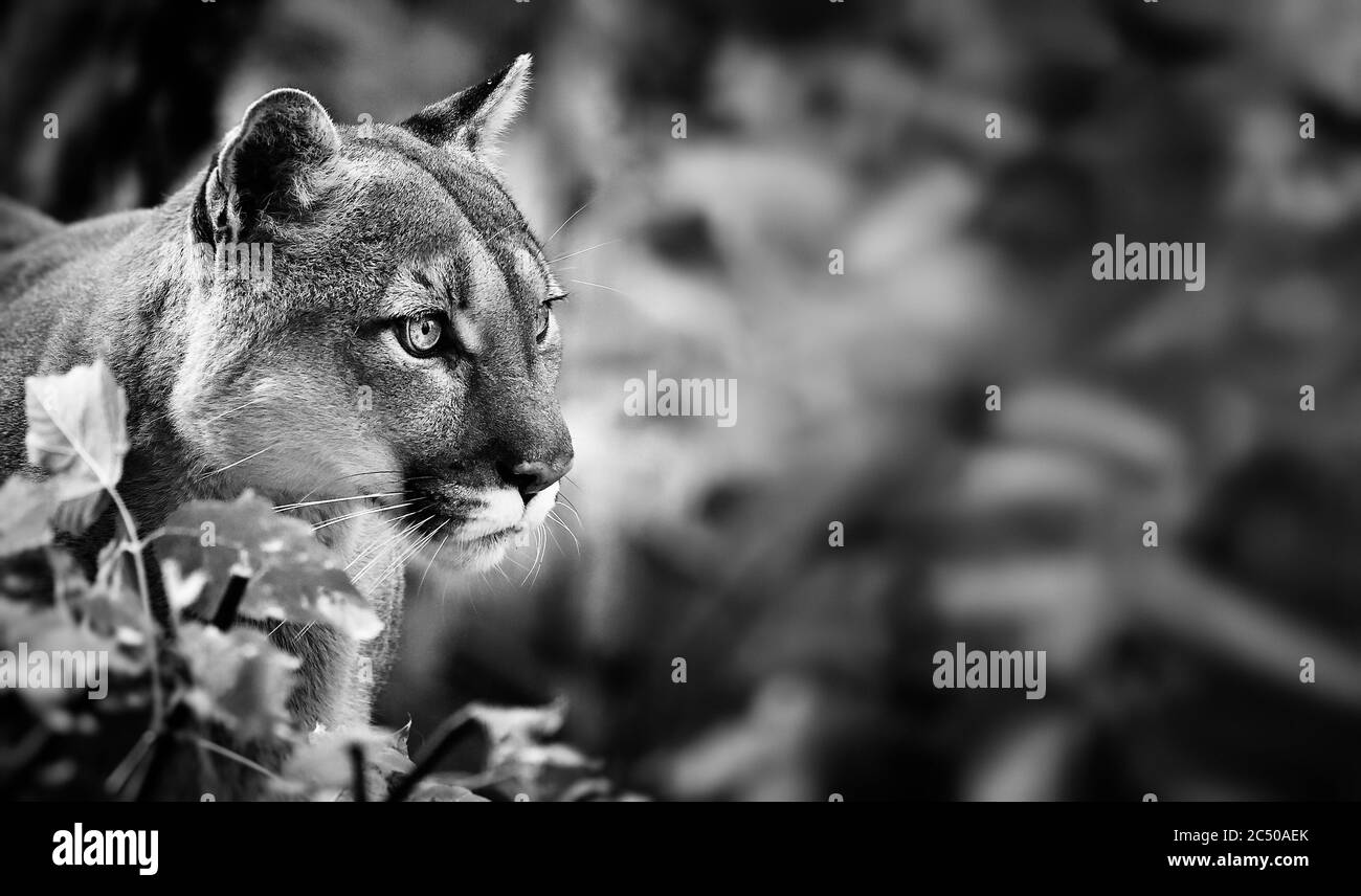 Portrait von schönen Puma im Herbstwald. American Cougar - Berglöwe, auffallende Pose, Szene in den Wäldern, Tierwelt Amerika. Stockfoto