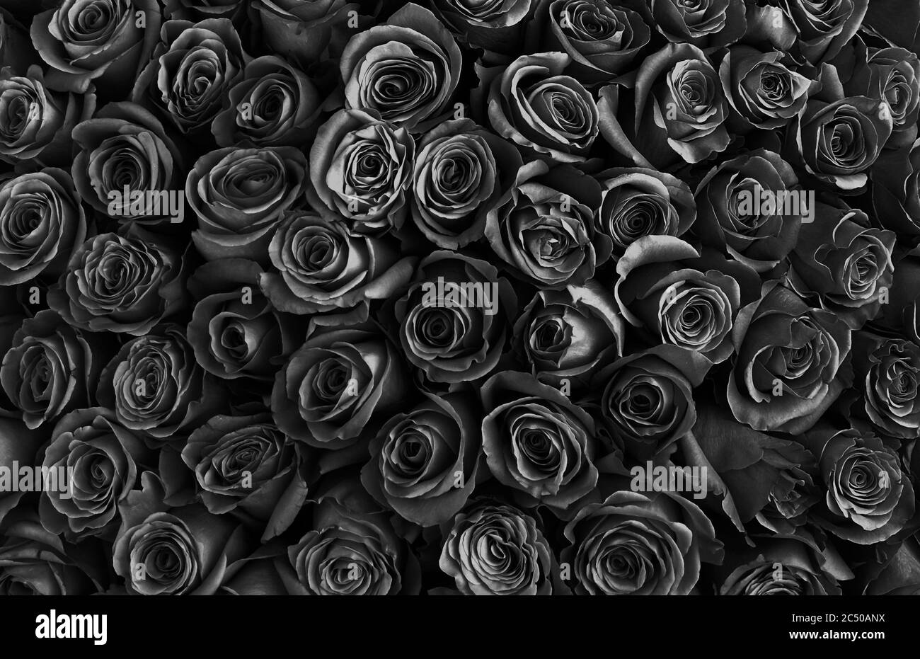 Rosen hintergrund Schwarzweiß-Stockfotos und -bilder - Alamy