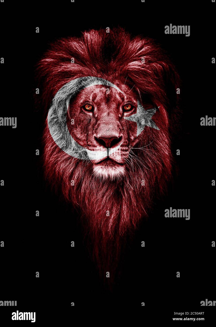 Portrait eines schönen Löwen, faceart und Patriotismus Konzept. Porträt eines Führers. König. Porträt eines Löwen mit einer Projektion der Flagge des Türkenvolks Stockfoto