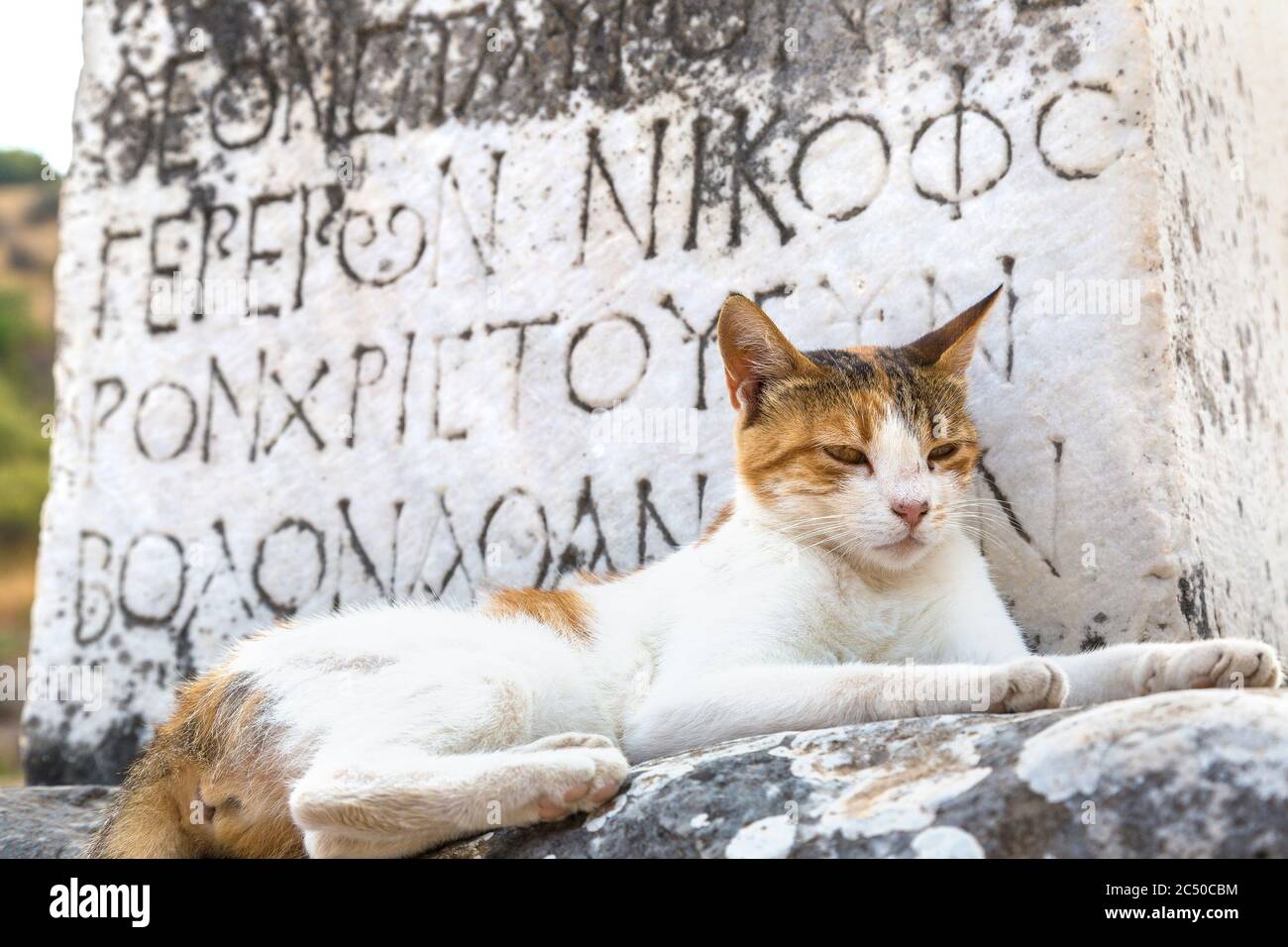 Katze auf Ruinen der antiken Stadt Ephesus, der antiken griechischen Stadt in der Türkei, an einem schönen Sommertag Stockfoto