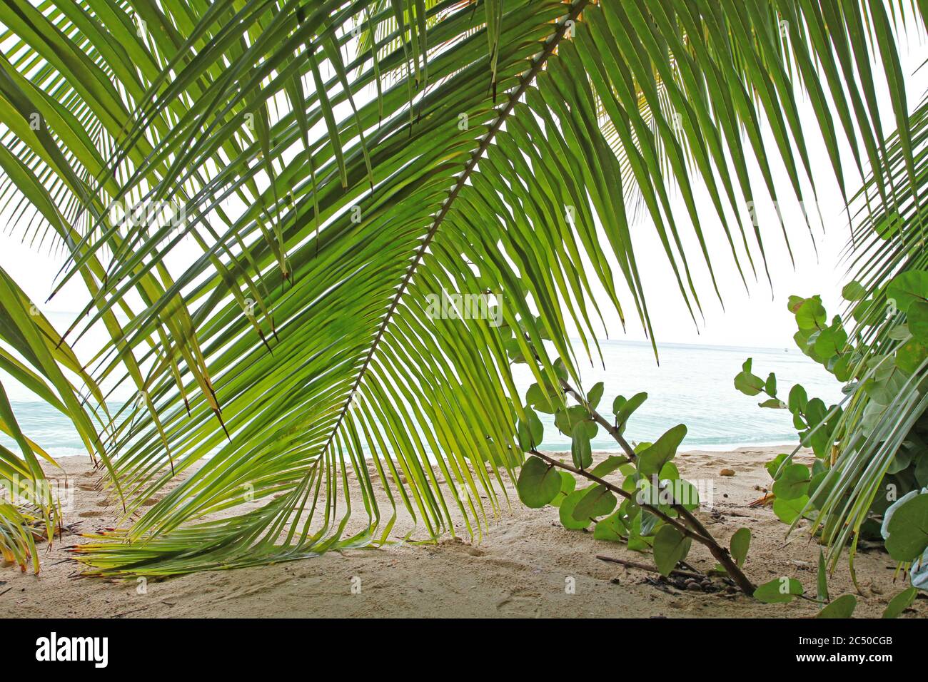 Hinter den Palmwedeln Stockfoto