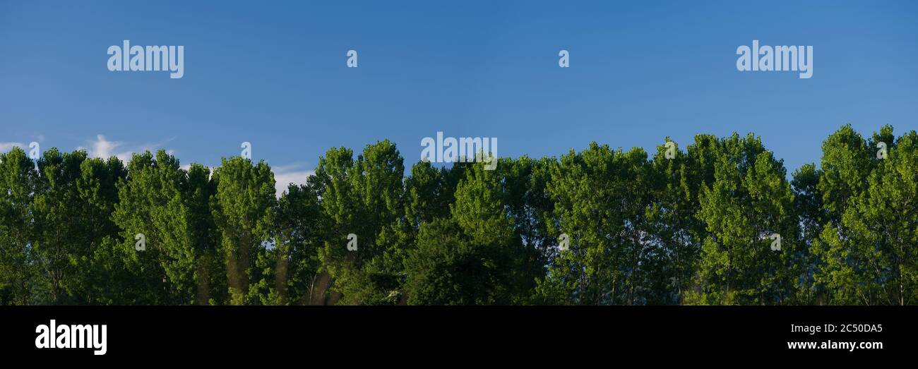 Panorama Natur Hintergrund. Pappelbäume und blauer Himmel Stockfoto