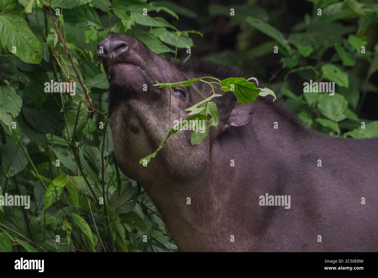 Ein wilder Flachlandtapir (Tapirus terrestris), der sich im Amazonas-Dschungel in Ecuador von Pflanzen ernährt. Stockfoto