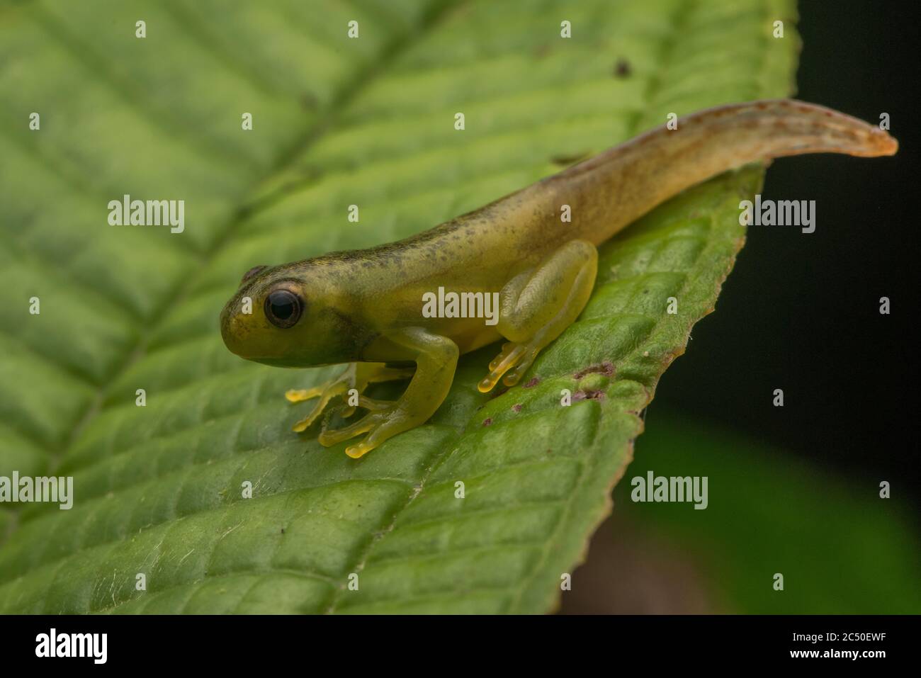 Ein winziger, kürzlich metamorphosierter Froglet (Hyloscirtus) aus dem Regenwald Ecuadors. Stockfoto