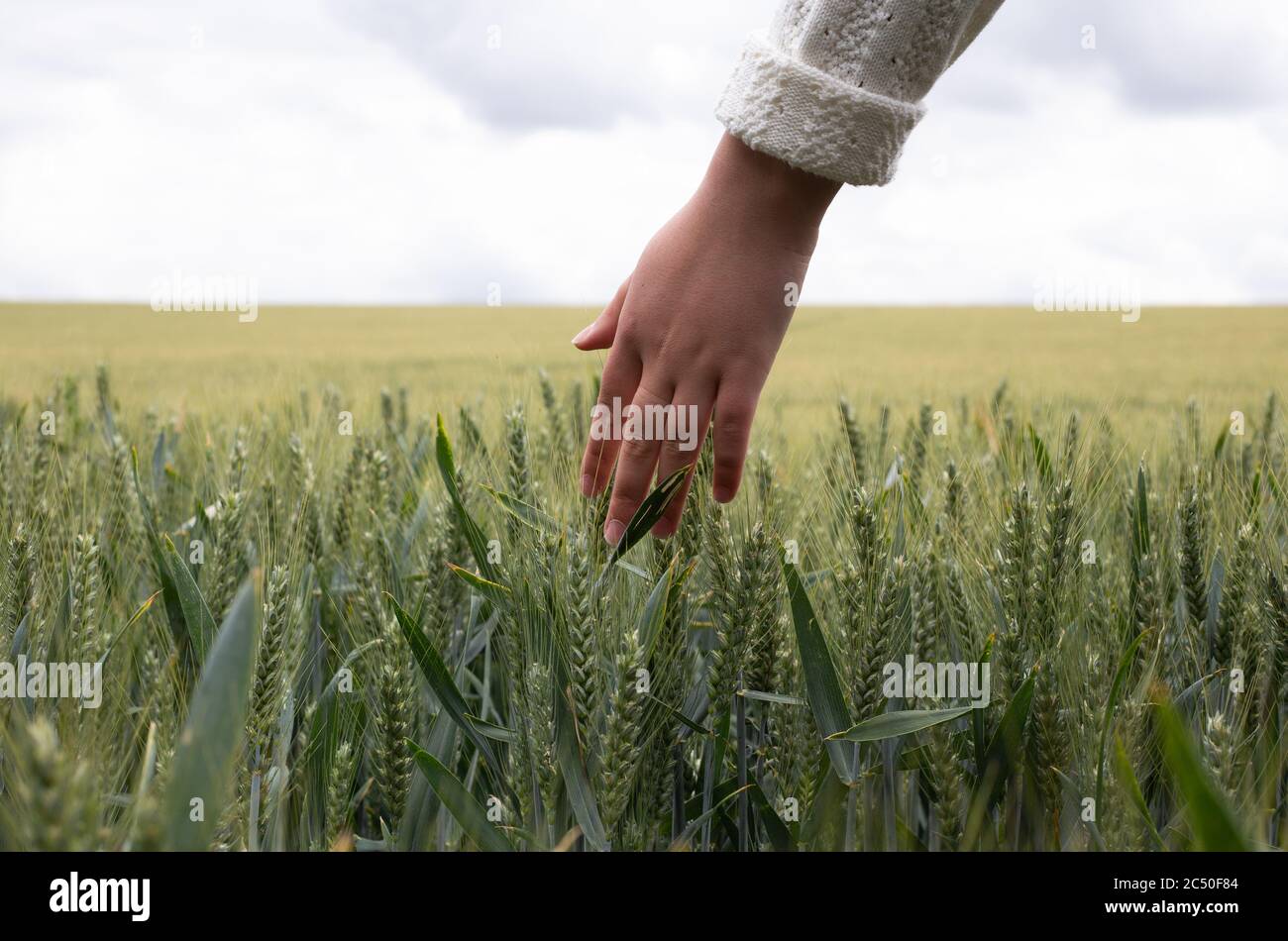 Weibliche Hand berühren Reifung gelb goldenen Weizen Roggen Ohren im Frühsommer im Weizenfeld während des Sonnenaufgangs. Blauer Himmel auf dem Hintergrund Stockfoto