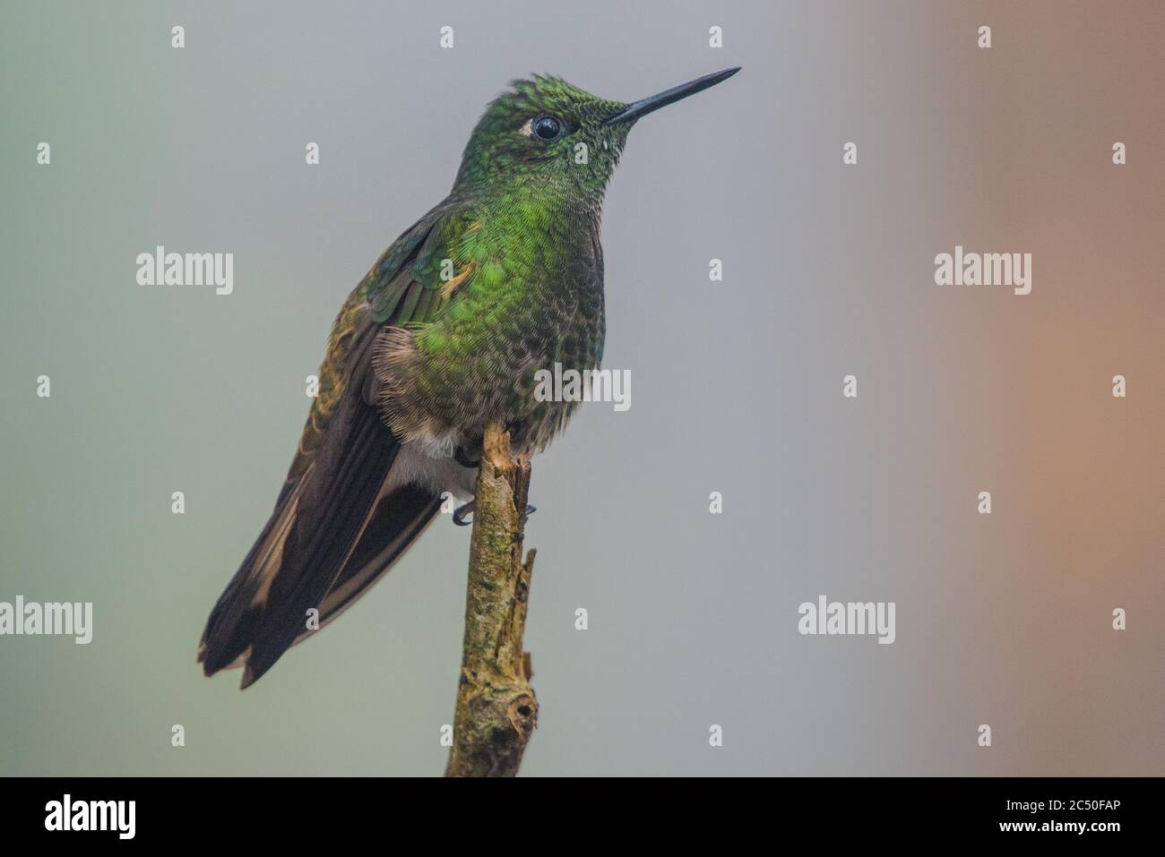 Der Schwanzkolibri (Boissonneaua flavescens), der den ecuadorianischen Nebelwald streichelt. Stockfoto