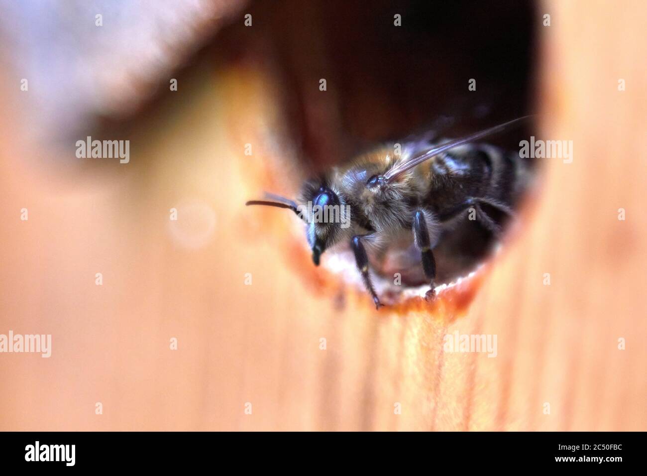 Biene in hohl, Auge in Auge, Polen Stockfoto