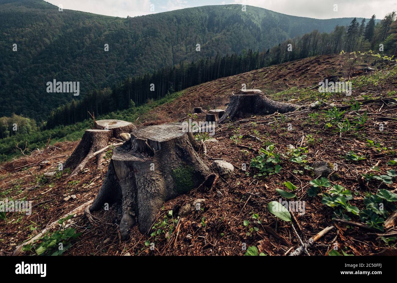 Stumps Feld als Ergebnis der Clearcutting-Prozess in der Forstwirtschaft in der Slowakischen Republik. Speichern Sie das Konzept der Ökologie. Stockfoto