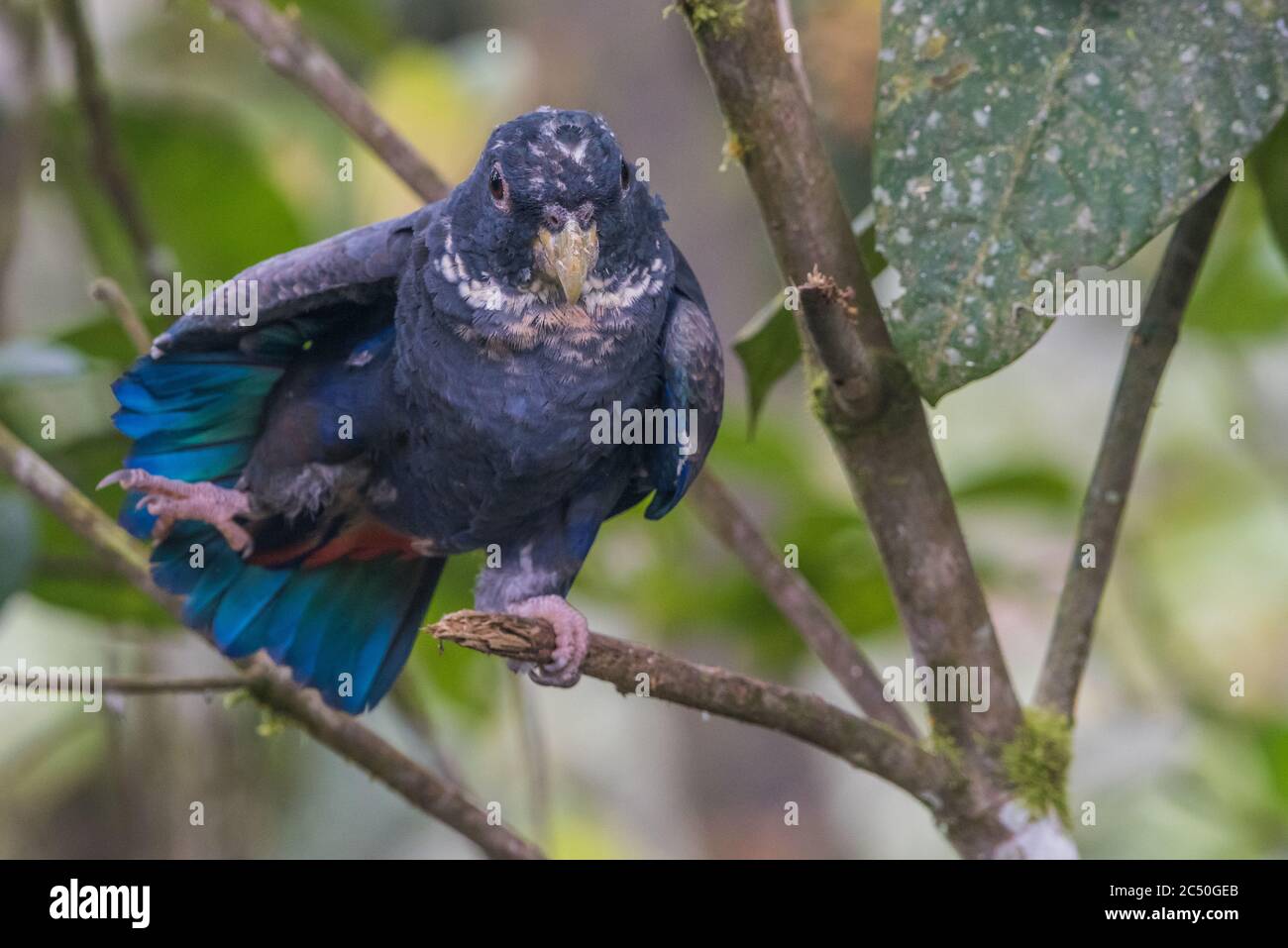Ein bronzegeflügelter Papagei (Pionus chalcopterus), der in einem Baum in Ecuador thront. Stockfoto