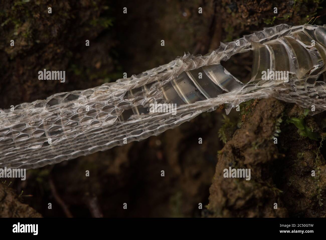 Eine Schuppen Schlangenhaut auf dem Waldboden im ecuadorianischen Amazonas Regenwald. Stockfoto