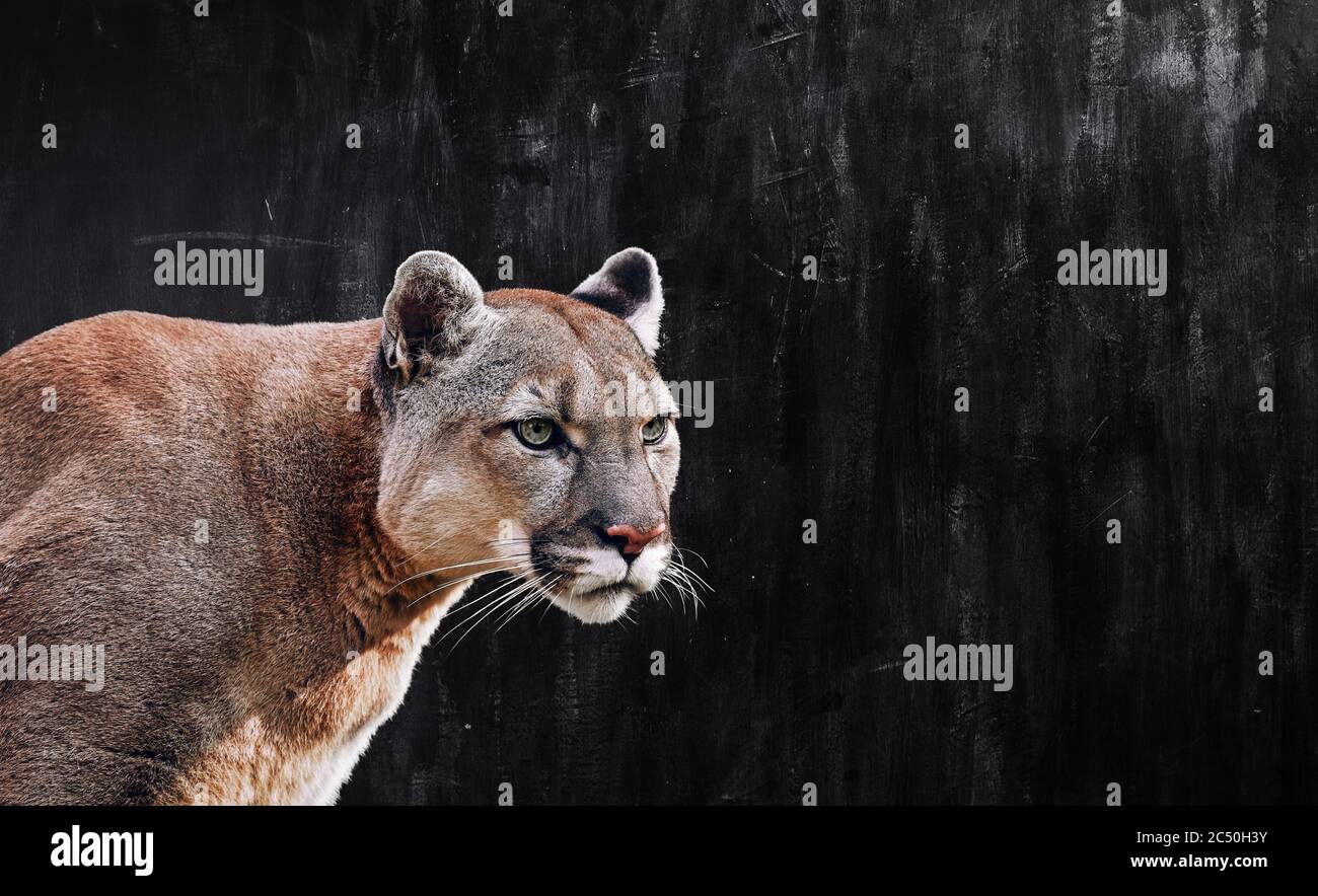 Portrait des schönen Puma, Puma im Dunkeln. Amerikanischer Puma  Stockfotografie - Alamy