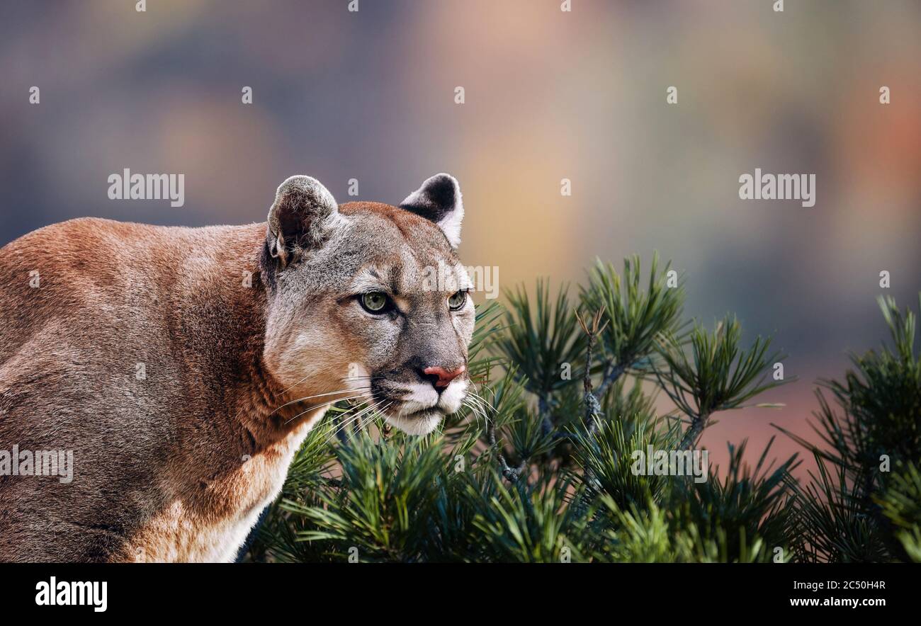 Gefährliche Puma Große Katze Stockfotos und bilder Kaufen Puma: Die große Kleinkatze im Portrait Das