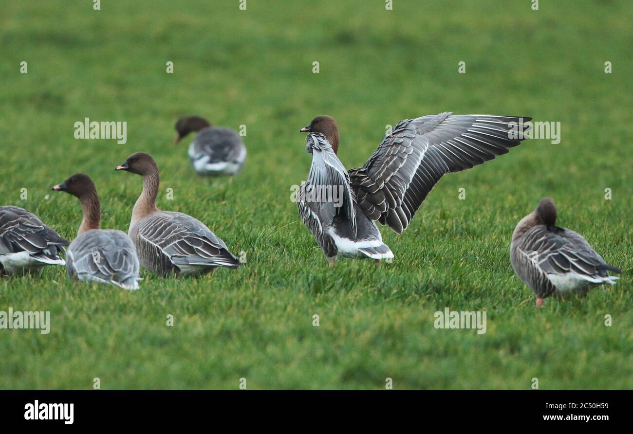 Rosa-fußige Gans (Anser brachyrhynchus), Gruppe auf einer Wiese, Niederlande Stockfoto