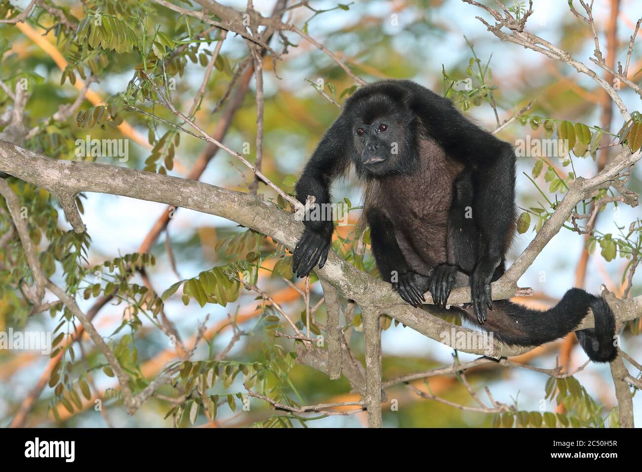 Manlegengeheulter (Alouatta palliata), sitzend auf einem Ast auf einem Baum, Vorderansicht, Costa Rica Stockfoto