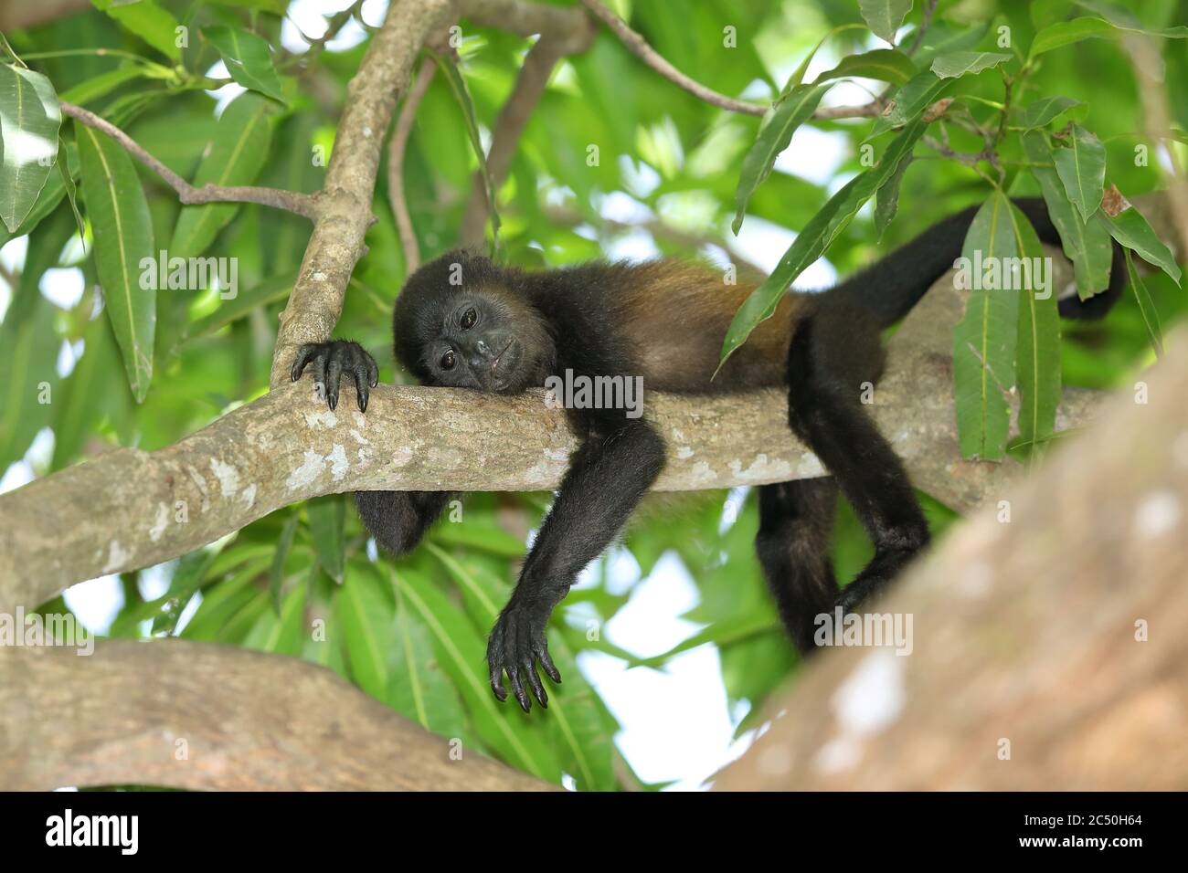 Manlegengeheulter (Alouatta palliata), junges Tier, das auf einem Ast auf einem Baum ruht, Costa Rica Stockfoto