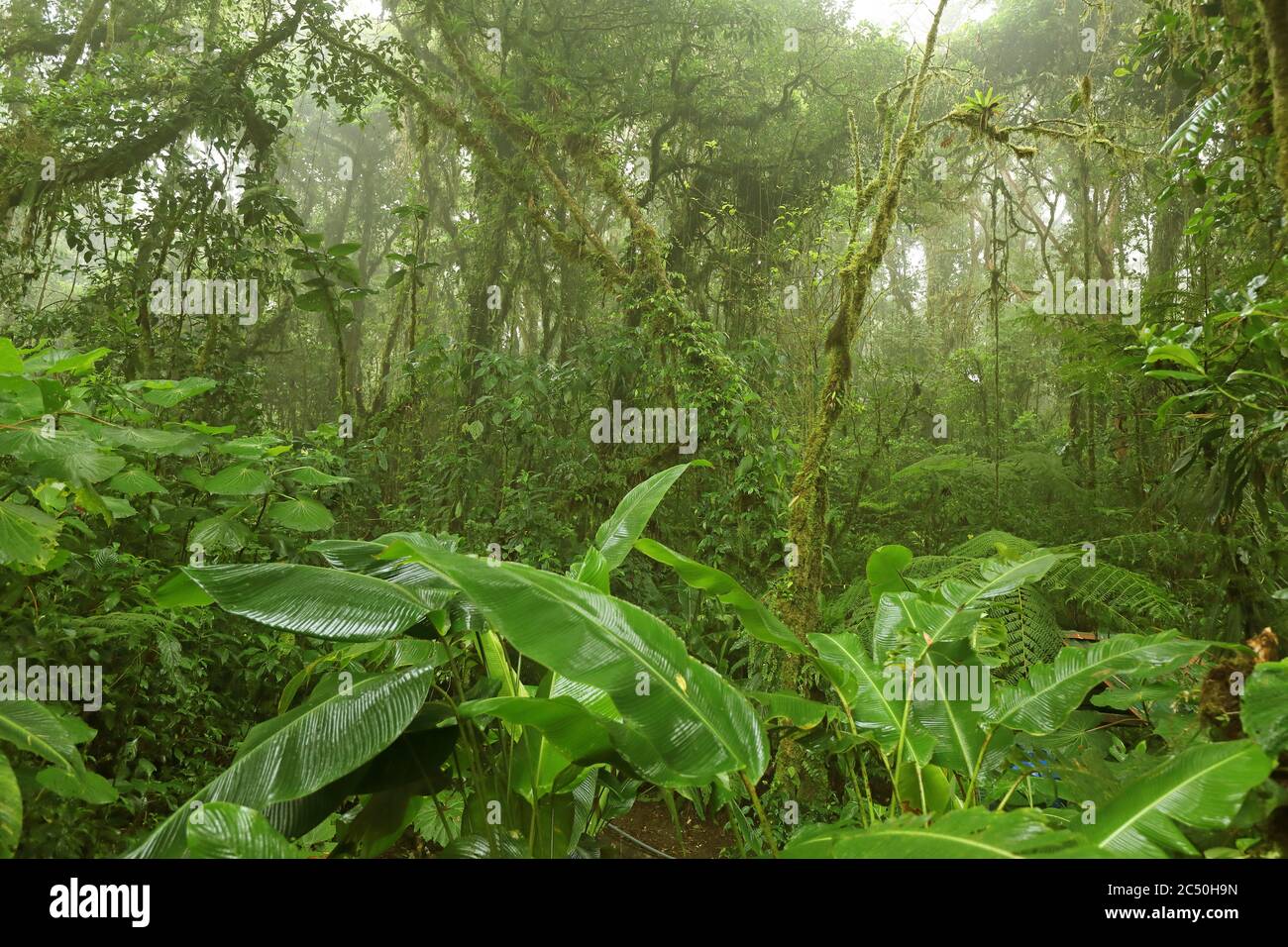 Wolkenwaldreservat Monteverde, Costa Rica, Puntarenas, Monteverde Stockfoto