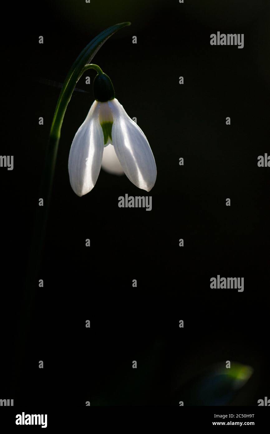 Woronows Schneeglöckchen (Galanthus ikariae), Blume vor schwarzem Hintergrund, Niederlande Stockfoto