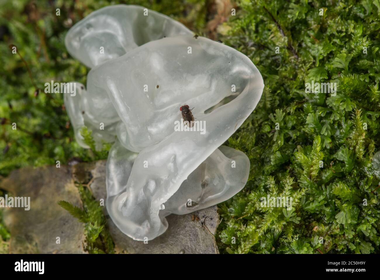 Ein Schneepilz (Tremella fuciformis) aus den tropischen Wäldern Ecuadors. Stockfoto