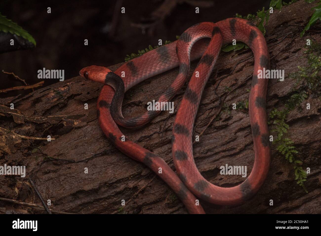 Eine junge tropische Flachschlange (Siphlophis compressus) brüllt im ecuadorianischen Regenwald. Stockfoto