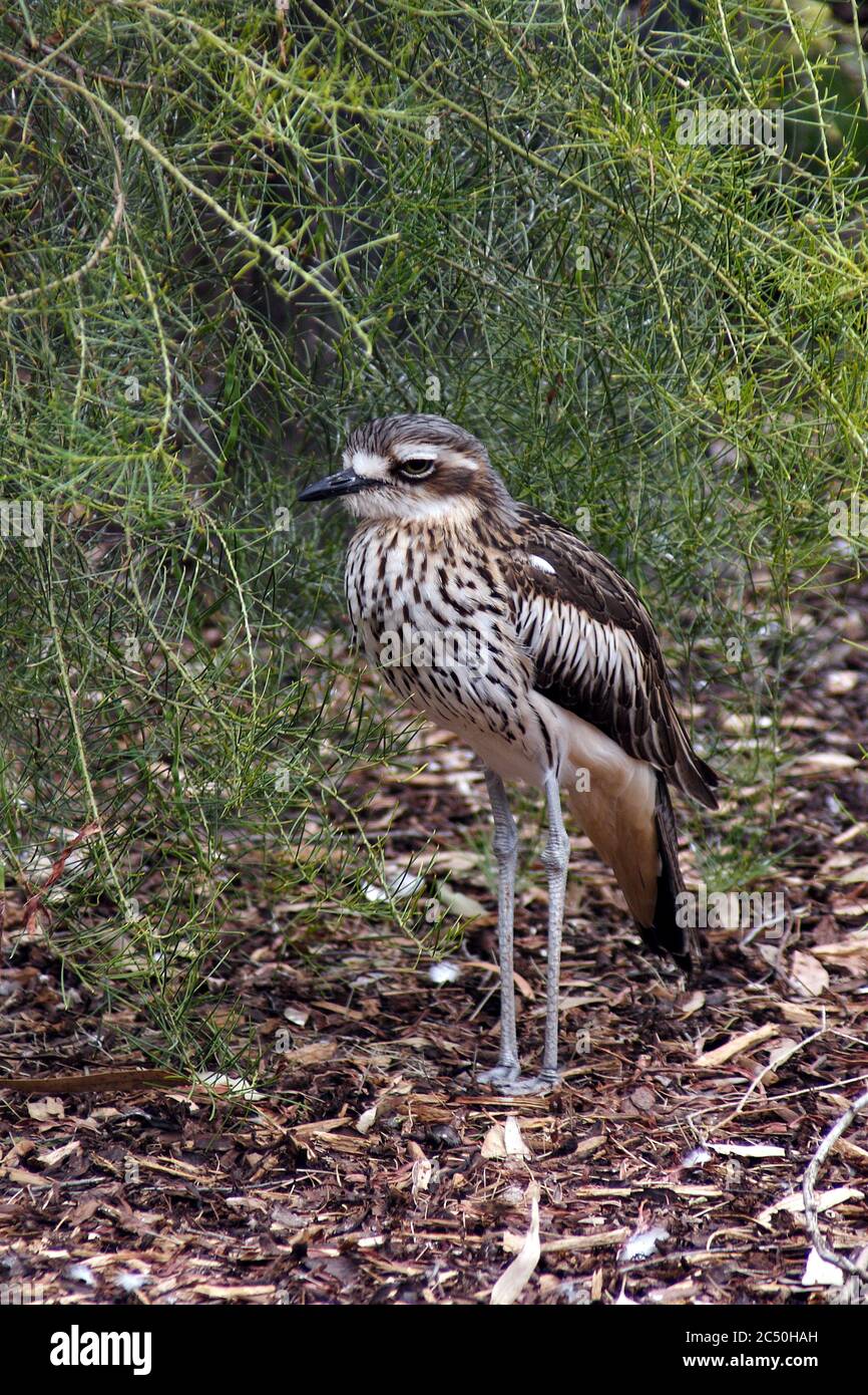 Bush-Steincurlew, Bush Thick-Knee (Burhinus grallarius), versteckt sich unter einem Strauch, Australien Stockfoto