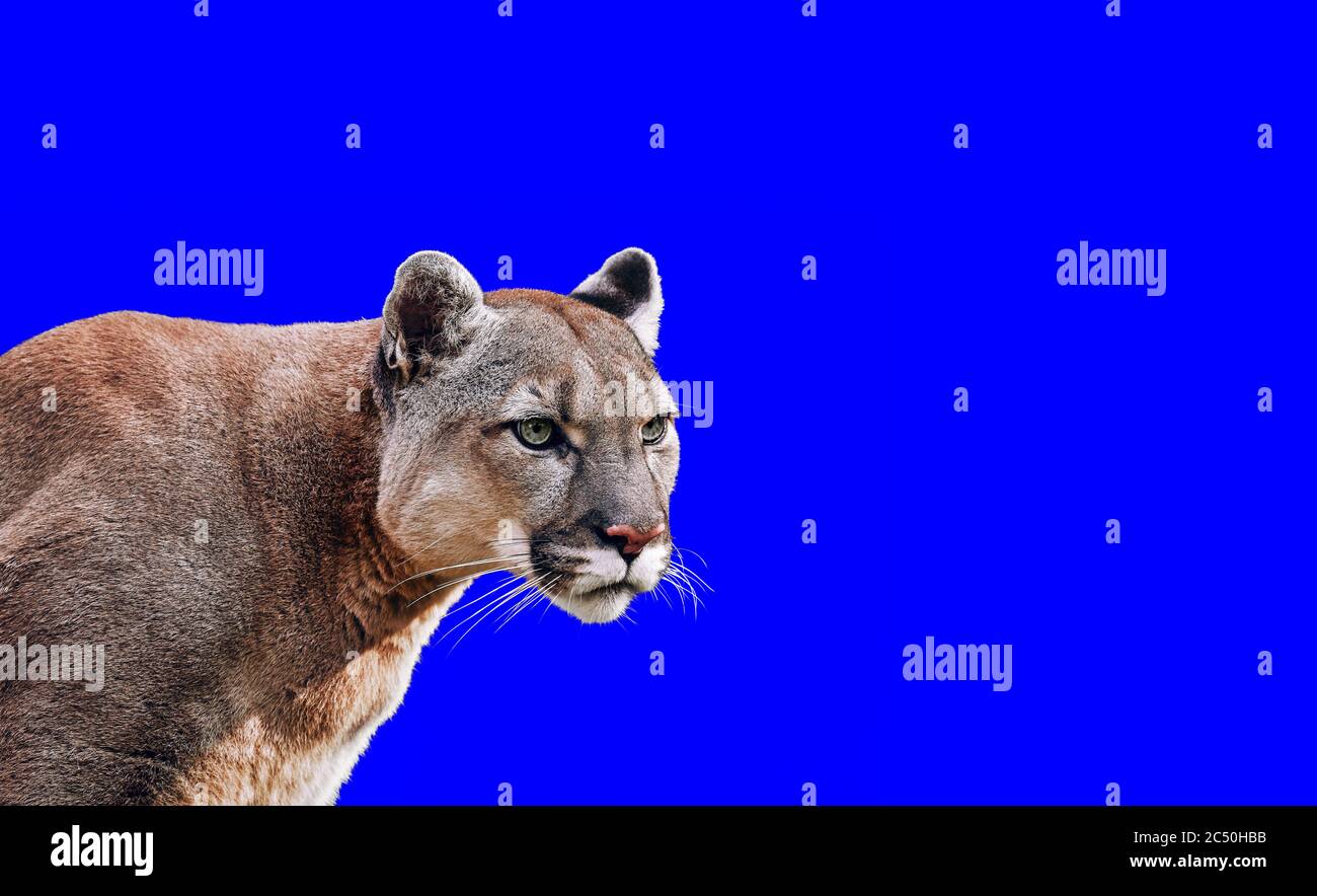 Blaues Auge Löwe Stockfotos und -bilder Kaufen - Alamy