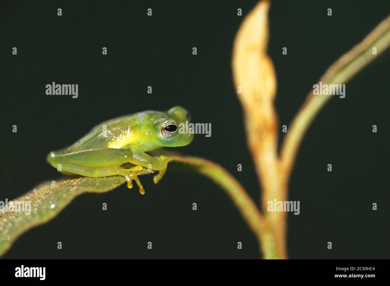 Zwerg Glasfrosch (Teratohyla spinosa), sitzt auf einem Blatt, Costa Rica, Sarapiqui, Horquetas Stockfoto