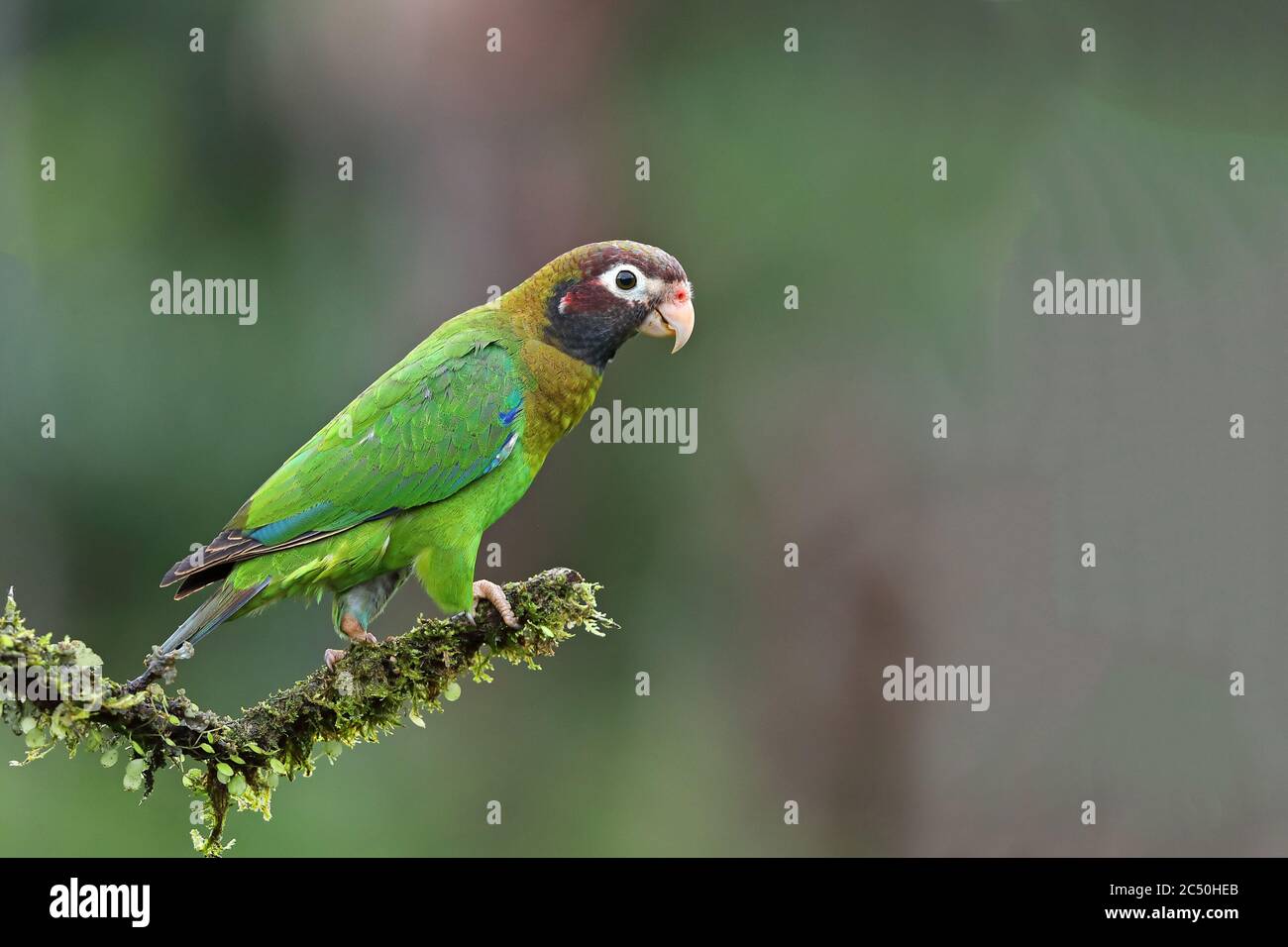 Brauner Kapuzenpapagei (Pinopsitta haematotis), Sitzbeine auf einem Zweig, Costa Rica, Boca Tapada Stockfoto