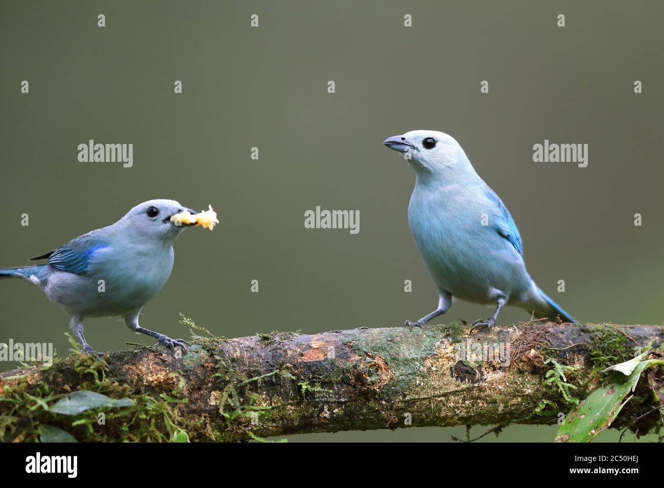 Blaugrauer Tanager (Thraupis episcopus, Tangara episcopus), Paar Barsch auf einem Zweig einer Futterbanane, Costa Rica, Boca Tapada Stockfoto