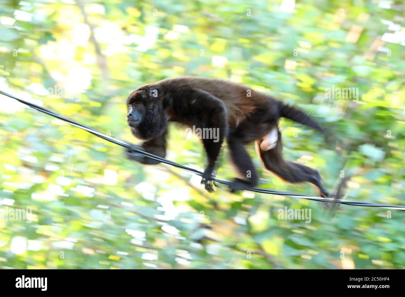 Mangelgeheulter (Alouatta palliata), Spaziergang über ein Seil im Wald, Seitenansicht, Costa Rica Stockfoto