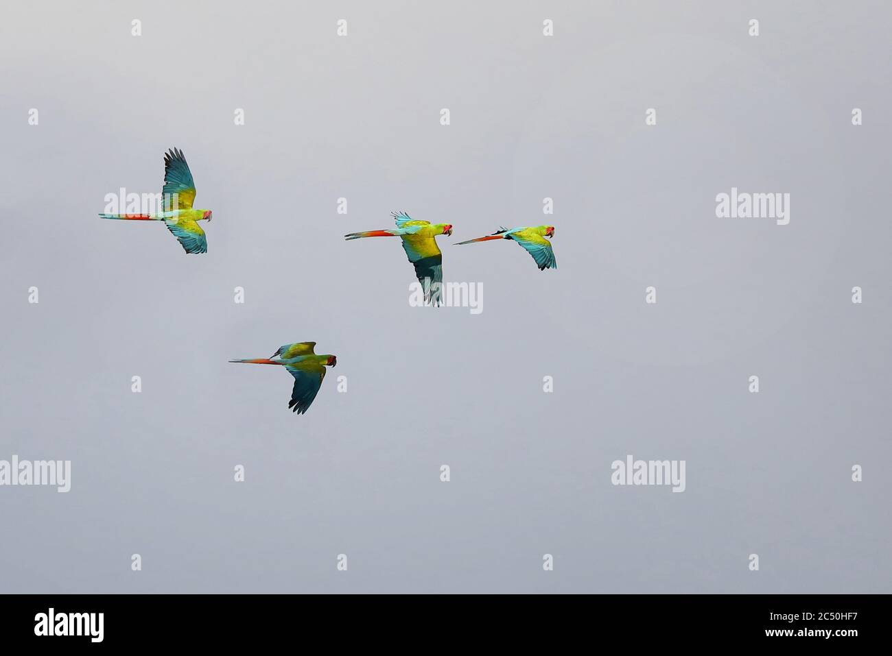 buffon-Ara, Büffelara (Ara ambiguus, Ara ambigua), Fluggruppe, Costa Rica, Boca Tapada Stockfoto