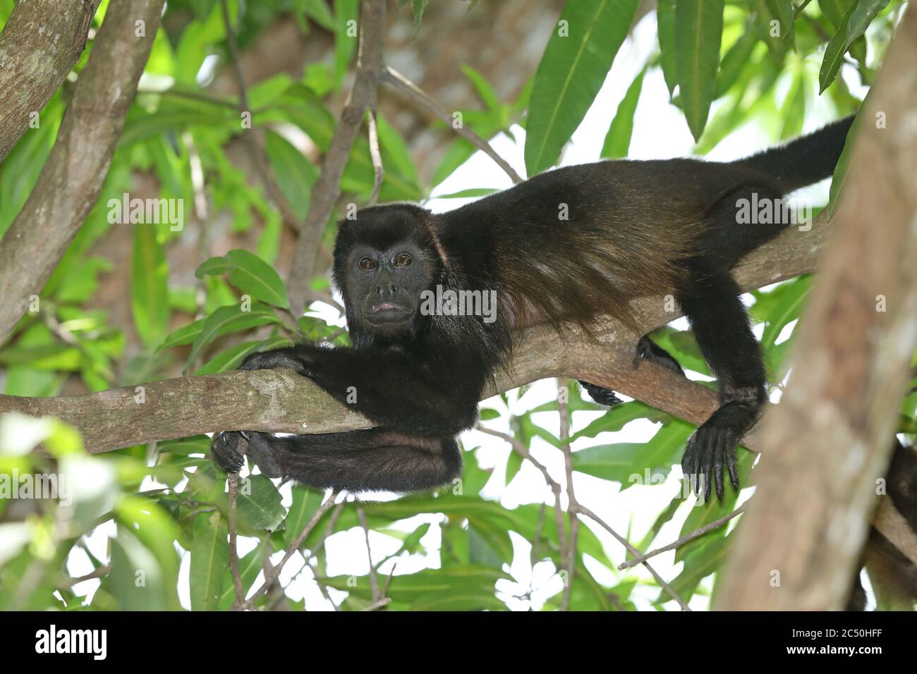 Manlegengeheulter (Alouatta palliata), ruhend auf einem Ast auf einem Baum, Costa Rica Stockfoto