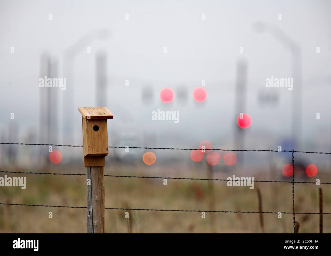 Bergbluebird (Sialia currucoides), Nistkasten an einem Zaun, USA Stockfoto