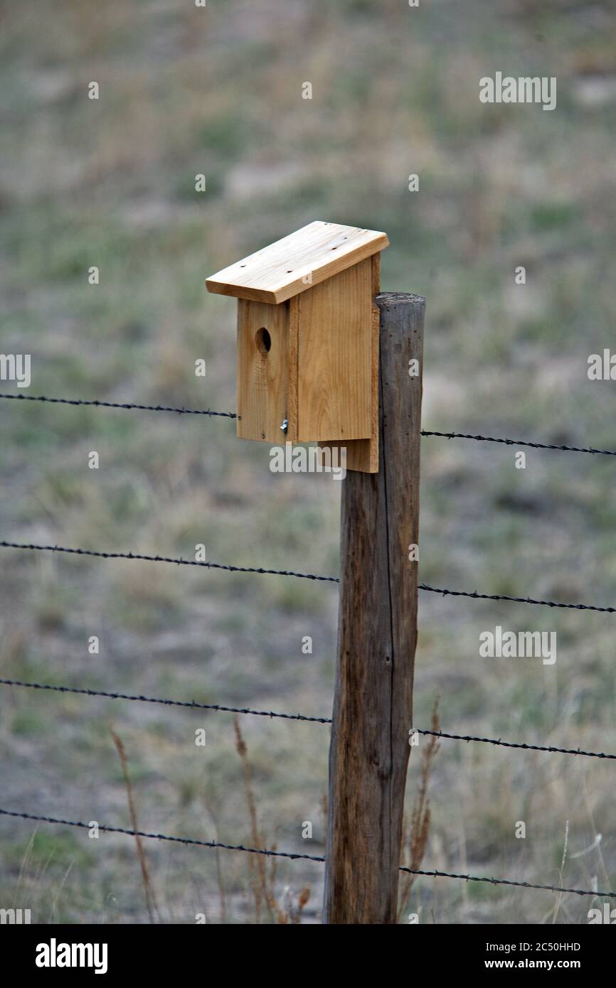 Bergbluebird (Sialia currucoides), Nistkasten an einem Zaun, USA Stockfoto
