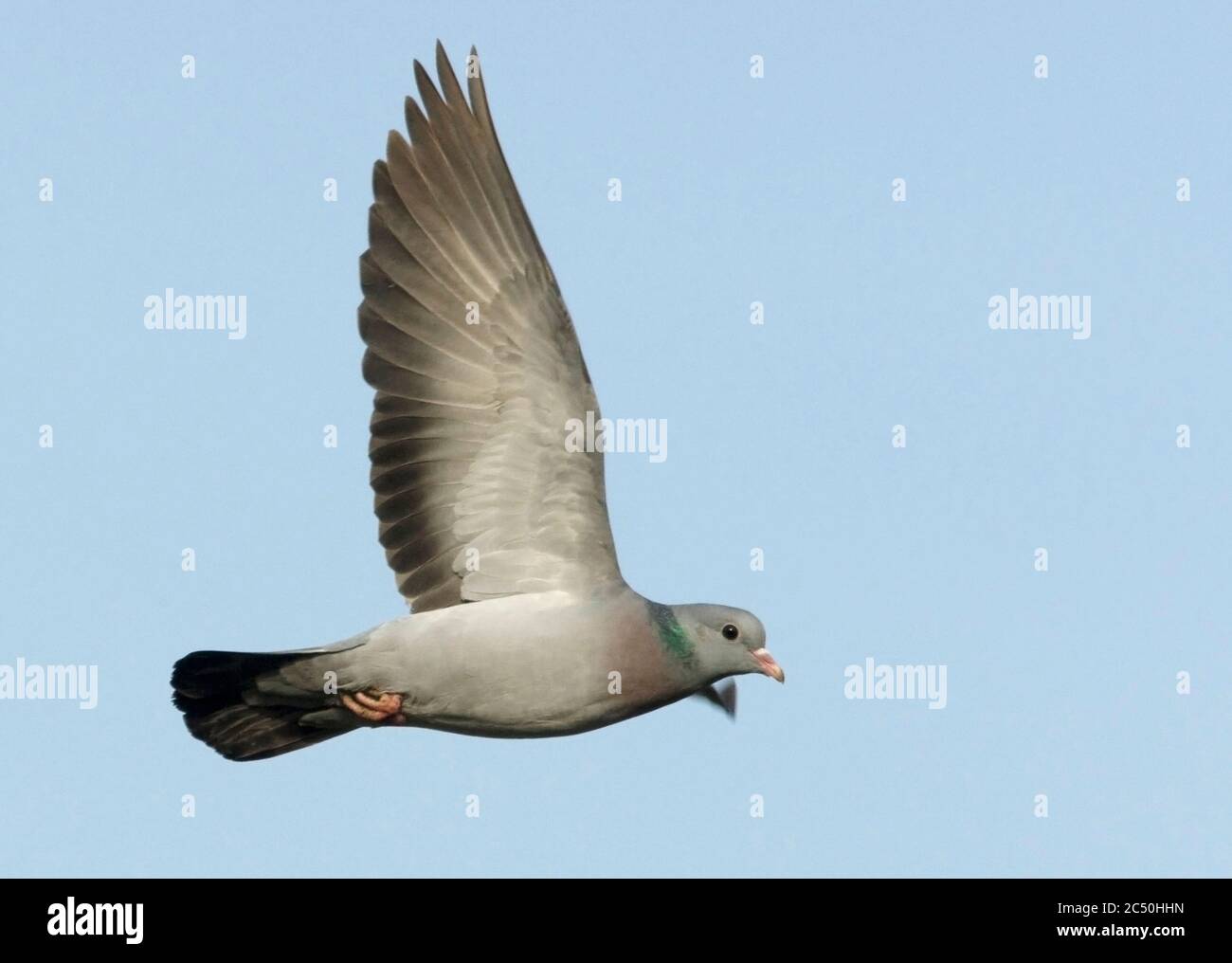 Taube (Columba oenas), fliegen gegen einen blauen Himmel, Niederlande, Noord-Brabant Stockfoto Taube (Columba oenas), fliegen gegen einen blauen Himmel, Niederlande, Noord-Brabant Stockfoto