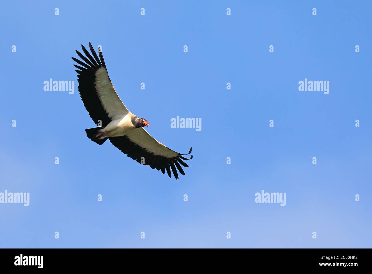königsgeier (Sarcoramphus Papa), im Flug, Costa Rica, Boca Tapada Stockfoto