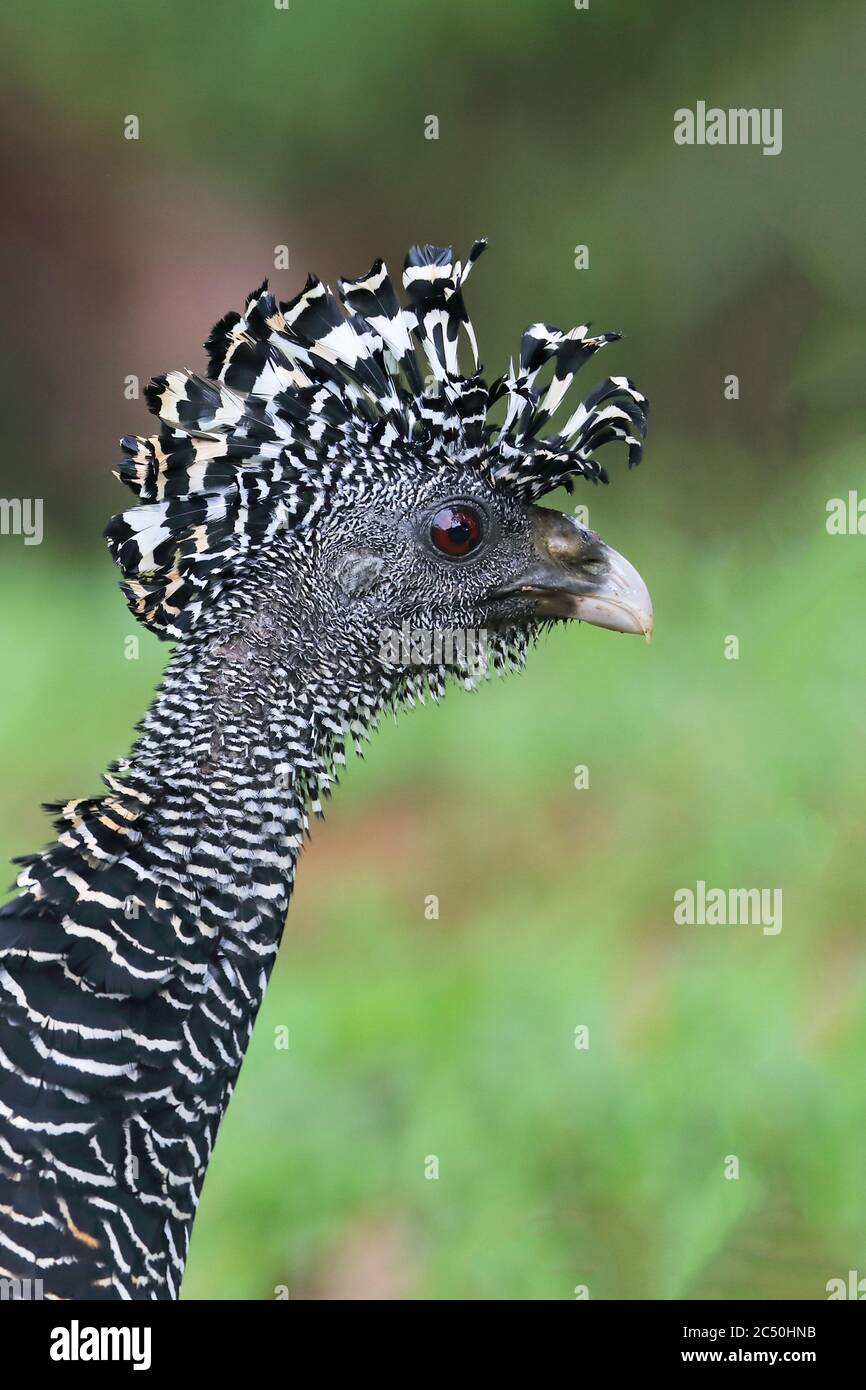 Große Kurassow (Crax rubra), weiblich, Portrait, Costa Rica, Boca Tapada Stockfoto