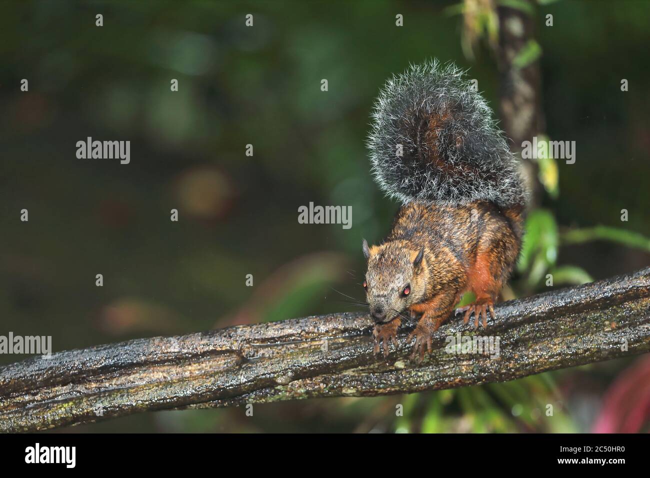 Das vielblättrige Eichhörnchen (Sciurus variegatoides), das auf einem Zweig sitzt, Costa Rica, Selva Verde, Sarapiqui Stockfoto