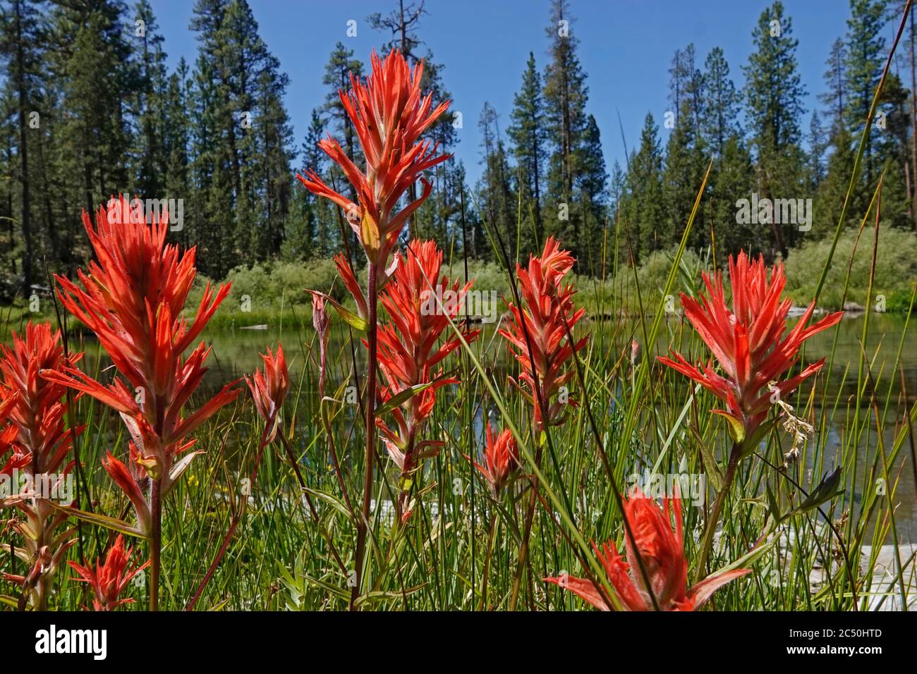 Indische Paintbrush Wildblumen wachsen entlang der Ufer des Fall River, im Juni, in Zentral-Oregon in den Oregon Cascade Mountains. Stockfoto