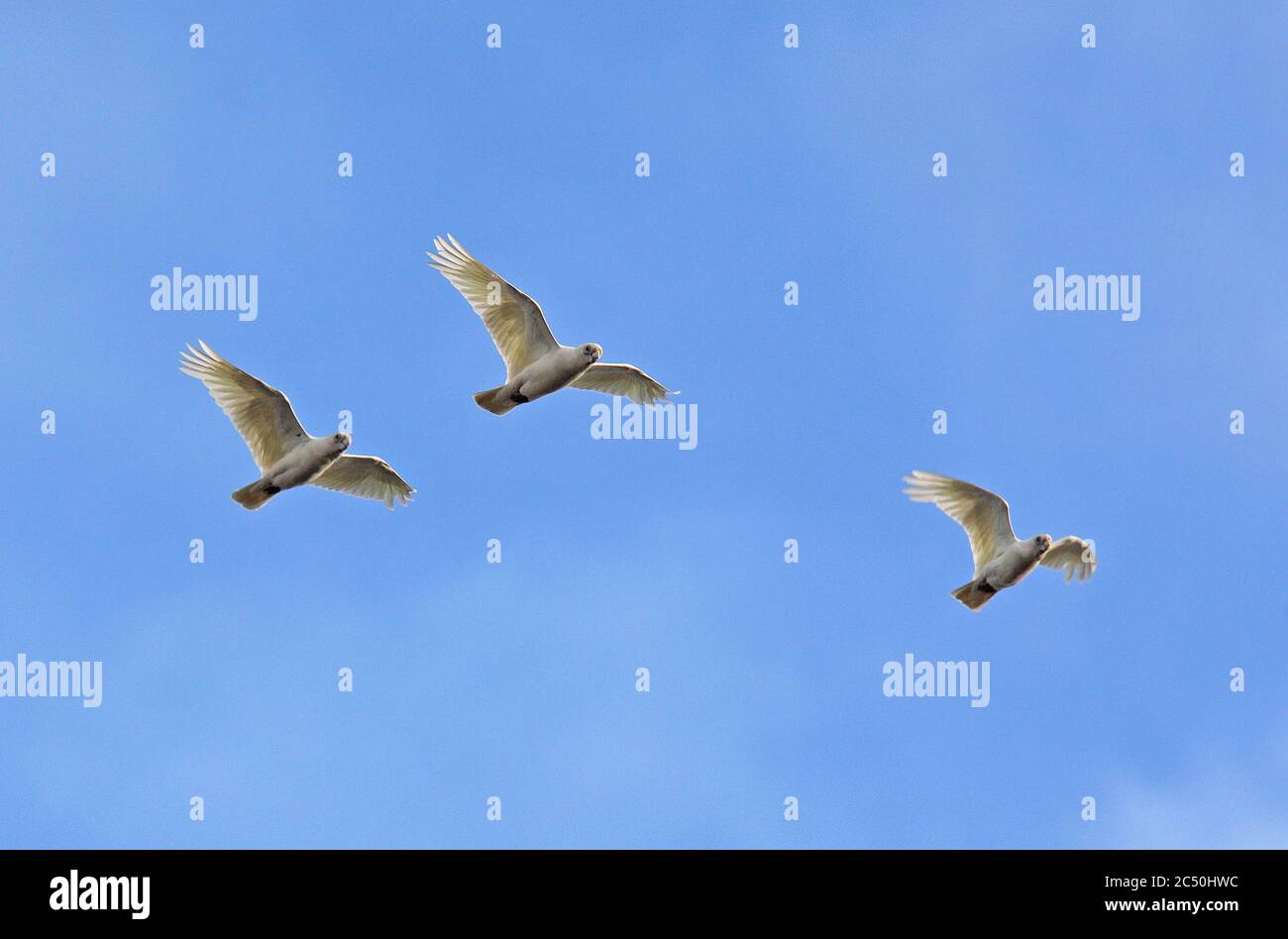 Kleine corella (Cacatua sanguinea), drei im Flug, Australien Stockfoto