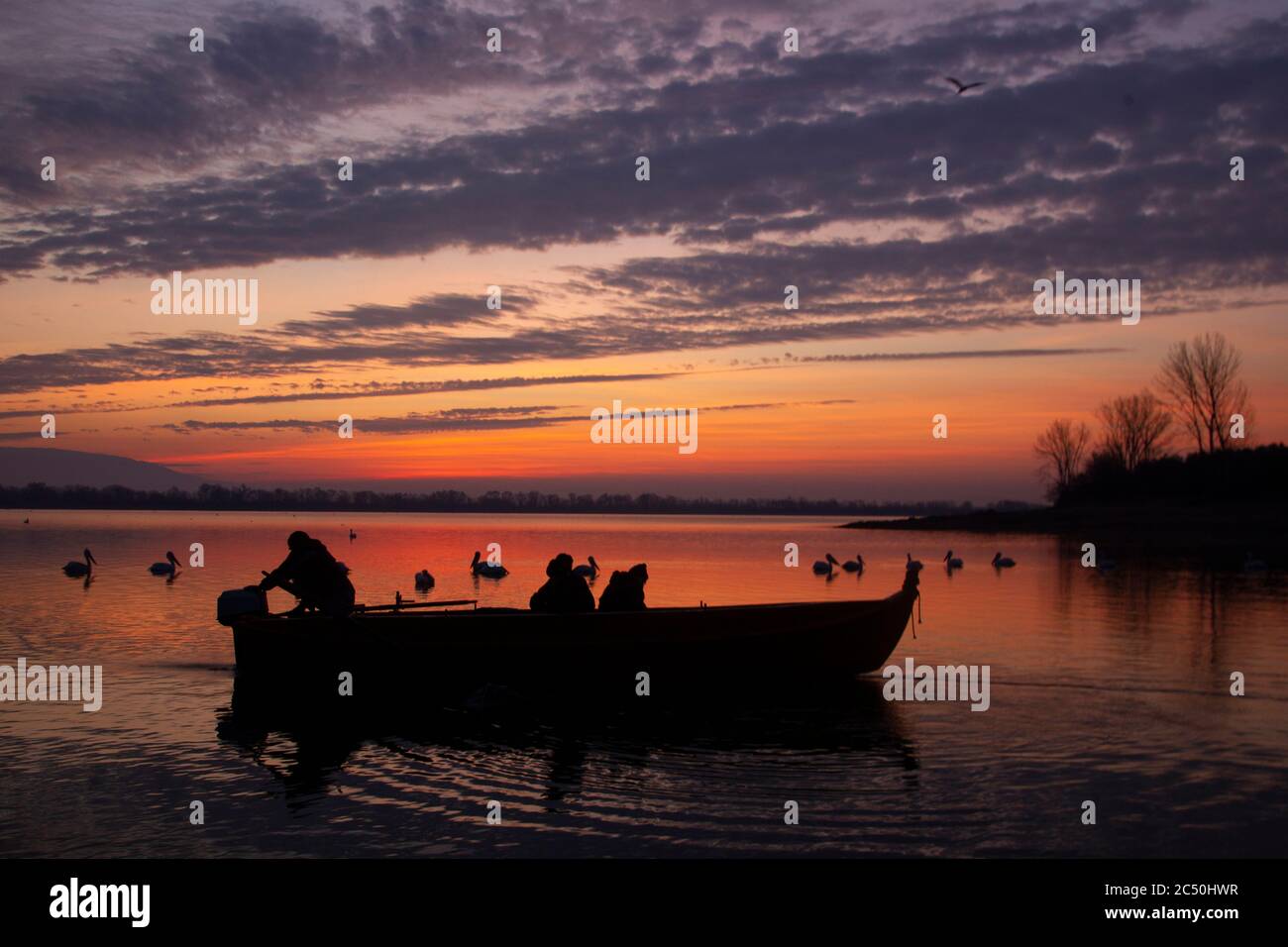 Dalmatinischer Pelikan (Pelecanus crispus), Fischer am Kerkini See bei Sonnenaufgang, dalmatinische Pelikane warten auf dem Wasser direkt hinter dem Boot., Griechenland, Kerkini See Stockfoto