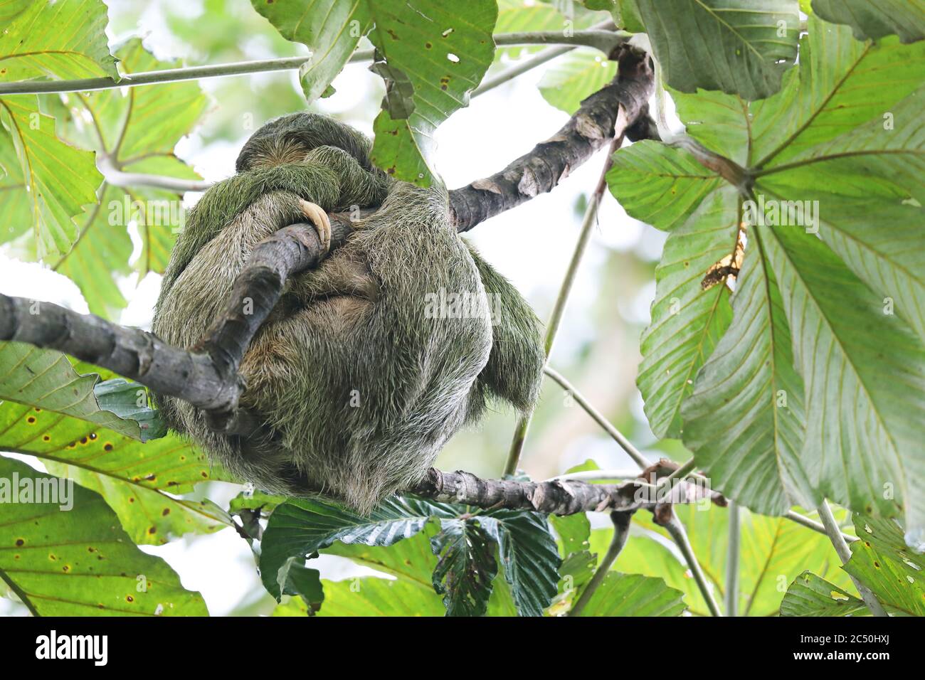 Braunkehlfaultier (Bradypus variegatus), schläft in Baumkehlchen, Costa Rica, La Fortuna Stockfoto