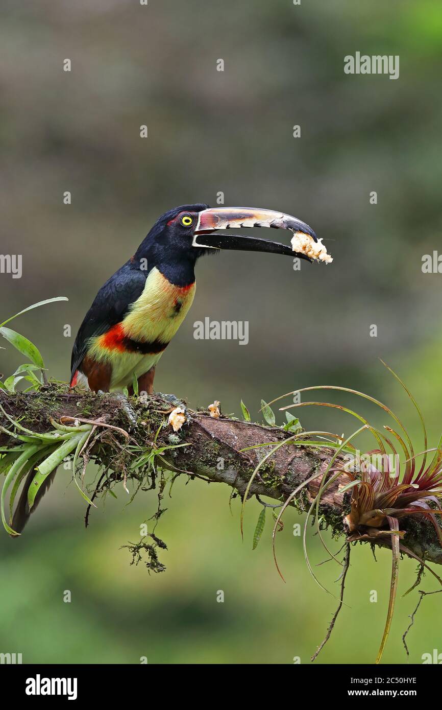 Halsbandaracari (Pteroglossus torquatus), Barsche auf einem Zweig mit einem Stück Banane in seinem Bill, Costa Rica, Boca Tapada Stockfoto