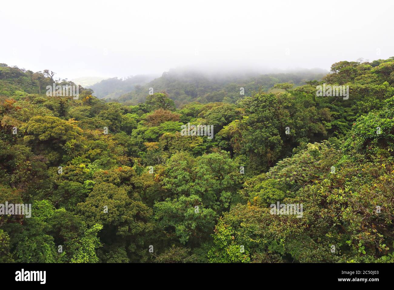 Blick vom Skywalk auf die Baumkronenschicht des Monteverde Cloud Forest Reserve, Costa Rica, Puntarenas, Monteverde Stockfoto